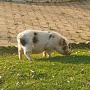 Porky participe au concours pour gagner de l'argent avec cette photo : canidae, dog_breed, domestic_pig, fawn, grass, grazing, livestock, mammal, pasture, snout, suidae, vertebrate