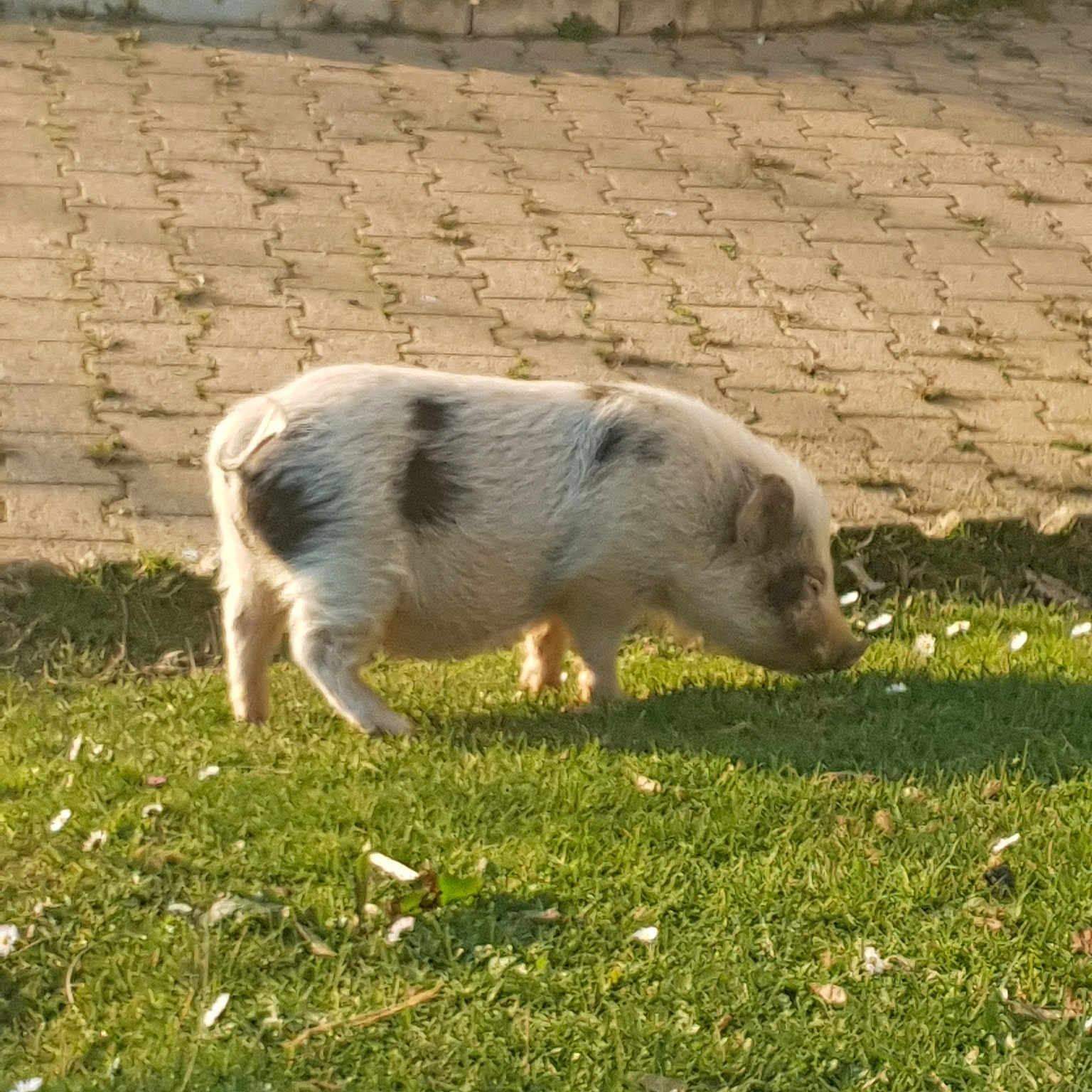 Porky