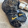 cat, tabby_cat, pet, animal, lying_down, black_slides, sandals, footwear, nike, carpet, indoor, portrait, whiskers, ears, striped_fur, green_eyes, relaxed, funny, shoe, home