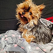 Pilou a rejoint le concours — aidez-le/la à gagner de superbes lots ! animal, blanket, canine, comfortable, companion, cozy, cute, cute_pet, dog, domestic_animal, fluffy, fur, indoors, pet, portrait, resting, small_dog, star_pattern, tongue_out, yorkshire_terrier