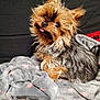 animal, blanket, canine, comfortable, companion, cozy, cute, cute_pet, dog, domestic_animal, fluffy, fur, indoors, pet, portrait, resting, small_dog, star_pattern, tongue_out, yorkshire_terrier