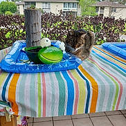 Mon Chi Chi Monch joined the competition — help win amazing prizes! animal, cat, colorful, daylight, feline, frog_planter, green_frog, hedge, leaves, outdoor, patio, planter, plants, relaxing_cat, residential_building, sky, striped_tablecloth, tabby_cat, table, window