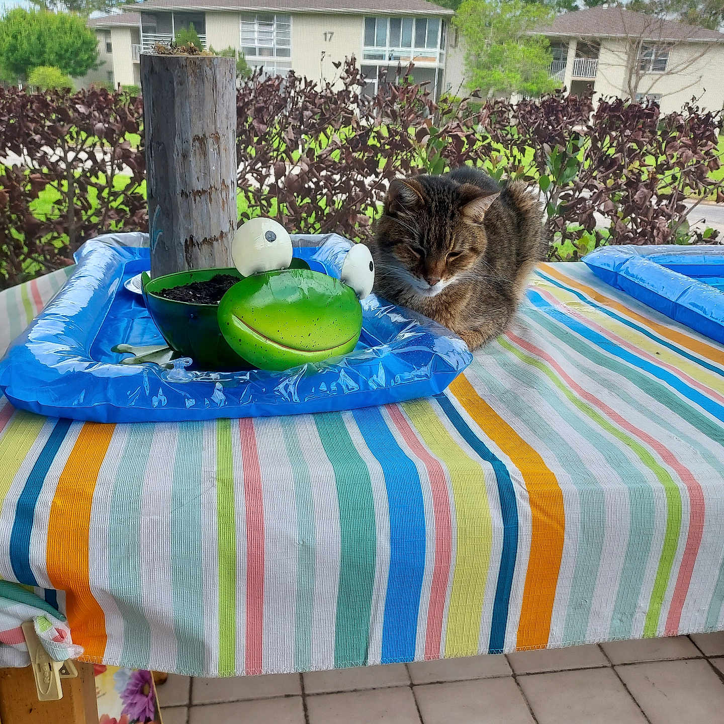 Mon Chi Chi Monch joined the competition — help win amazing prizes! animal, cat, colorful, daylight, feline, frog_planter, green_frog, hedge, leaves, outdoor, patio, planter, plants, relaxing_cat, residential_building, sky, striped_tablecloth, tabby_cat, table, window