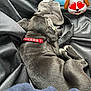Akira participe au concours pour gagner de l'argent avec cette photo : puppy, black_dog, collar, towel, plush_toy, fabric, sleeping, pet, animal, cute, resting, indoor, dog, cozy, soft_texture, close_up, no_faces, relaxing, companion, adorable
