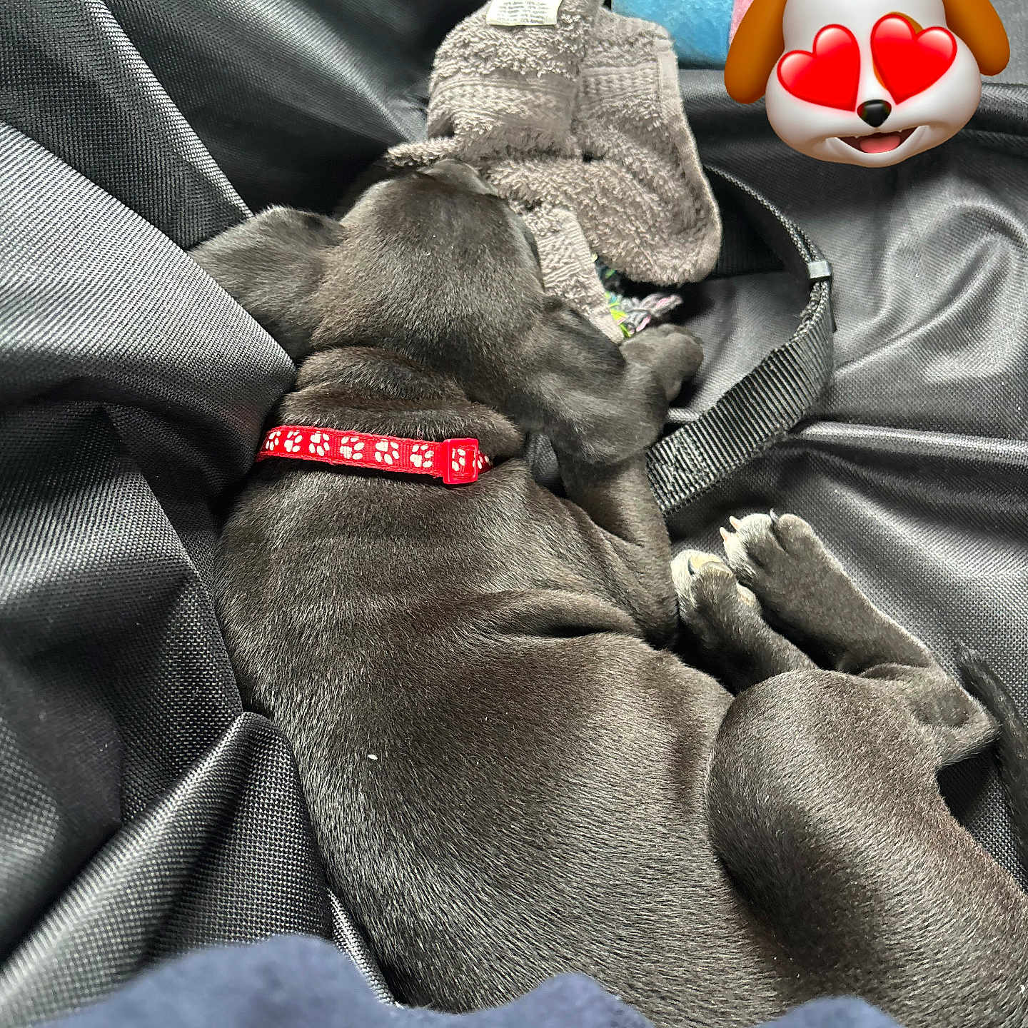 Akira participe au concours pour gagner de l'argent avec cette photo : adorable, animal, black_dog, close_up, collar, companion, cozy, cute, dog, fabric, indoor, no_faces, pet, plush_toy, puppy, relaxing, resting, sleeping, soft_texture, towel