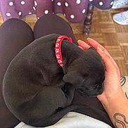 Akira participe au concours pour gagner de l'argent avec cette photo : puppy, dog, black_dog, pet, sleeping, collar, red_collar, hand, lap, person, tattoo, white_shirt, polka_dot, tablecloth, wooden_floor, indoors, cute, small, resting, cozy