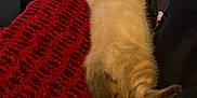 Blue participe au concours pour gagner de l'argent avec cette photo : kitten, cat, blanket, red, person, hand, smartphone, wood_floor, furry, resting, cozy, indoor, casual, black_clothing, gray_clothing, paw, tail, texture, relaxation, closeup