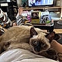 cat, siamese_cat, pet, animal, lap, person, legs, patterned_pants, living_room, television, furniture, coffee_table, glass, relaxation, tattoo, home, indoor, floor, sitting, cozy