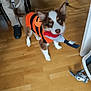 Loki a rejoint le concours — aidez-le/la à gagner de superbes lots ! puppy, dog, toy, orange_sweater, striped_clothing, wooden_floor, indoor, pet, playful, pet_toy, brown_and_white, ears_up, looking_up, person_leg, black_shoes, plush_toy, floor, home, cute, pet_accessory