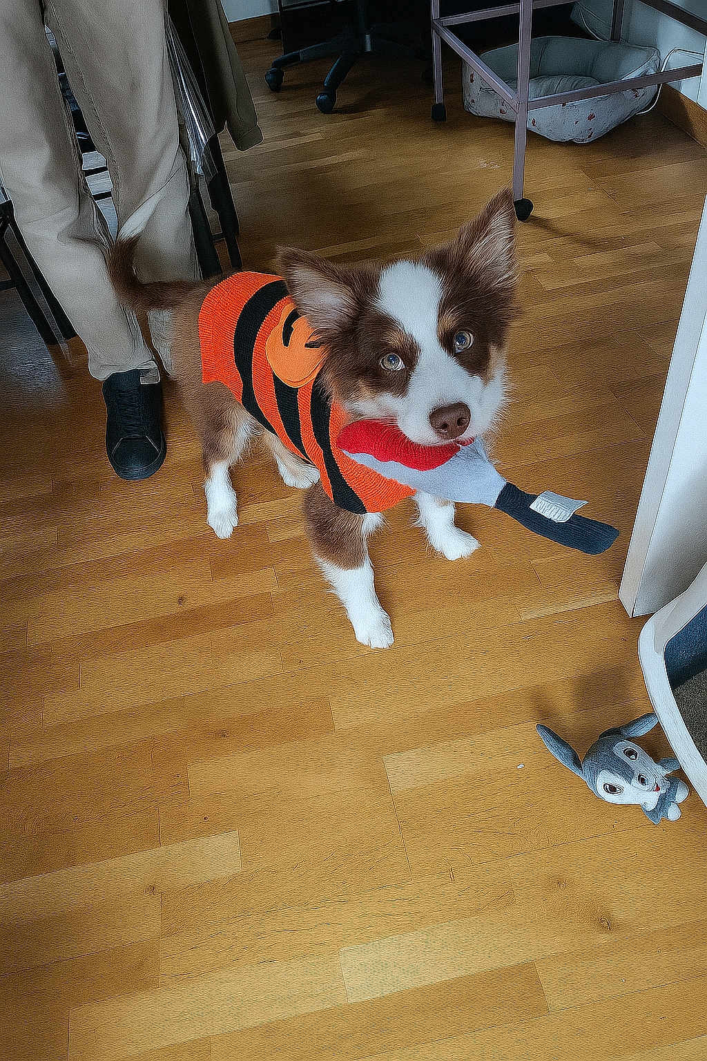 Loki a rejoint le concours — aidez-le/la à gagner de superbes lots ! puppy, dog, toy, orange_sweater, striped_clothing, wooden_floor, indoor, pet, playful, pet_toy, brown_and_white, ears_up, looking_up, person_leg, black_shoes, plush_toy, floor, home, cute, pet_accessory