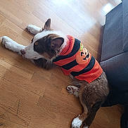 Loki a rejoint le concours — aidez-le/la à gagner de superbes lots ! dog, puppy, sweater, orange, black, pumpkin, halloween, floor, wooden_floor, couch, boots, pet, animal, indoor, resting, cozy, fur, paws, cute, holiday