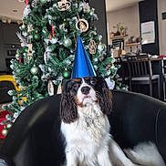 Ades participe au concours pour gagner de l'argent avec cette photo : dog, party_hat, black_chair, christmas_tree, ornaments, indoor, holiday, decorations, festive, living_room, furniture, pet, canine, celebration, cone_hat, fur, sitting, black_white_brown, pine_tree, pine_cones