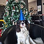 dog, party_hat, black_chair, christmas_tree, ornaments, indoor, holiday, decorations, festive, living_room, furniture, pet, canine, celebration, cone_hat, fur, sitting, black_white_brown, pine_tree, pine_cones