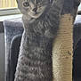 animal, cat, climbing, cozy, curious, cute, ears, fur, furniture, gray, home, indoor, paws, pet, relaxed, scratching_post, striped, tabby, whiskers, window