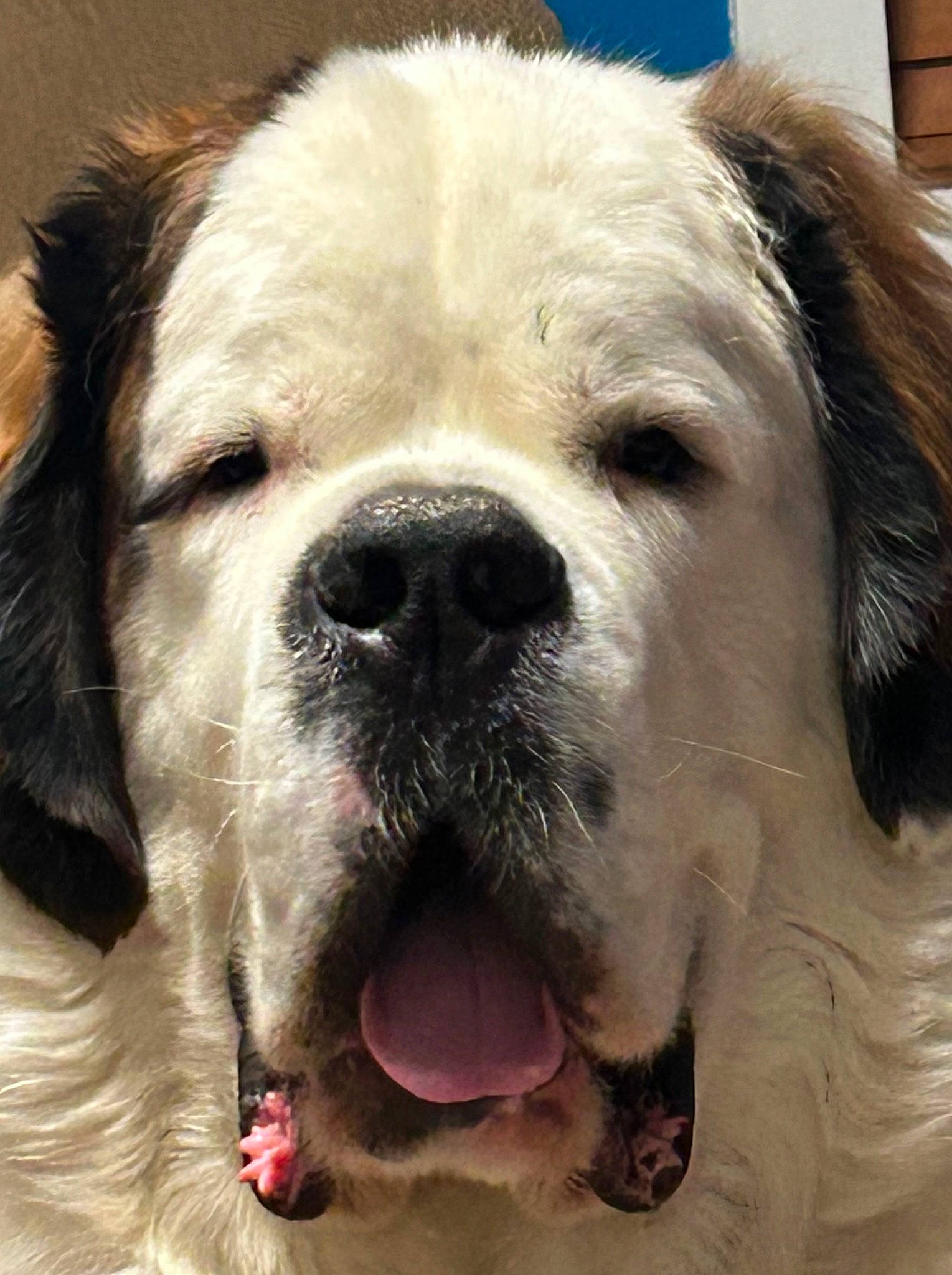 Tyson is registered to the contest to win money with this photo: canidae, carnivore, circle, collar, companion_dog, dog, dog_breed, dog_collar, eye, fawn, fur, giant_dog_breed, iris, puppy, snout, sporting_group, terrestrial_animal, whiskers, working_animal, working_dog