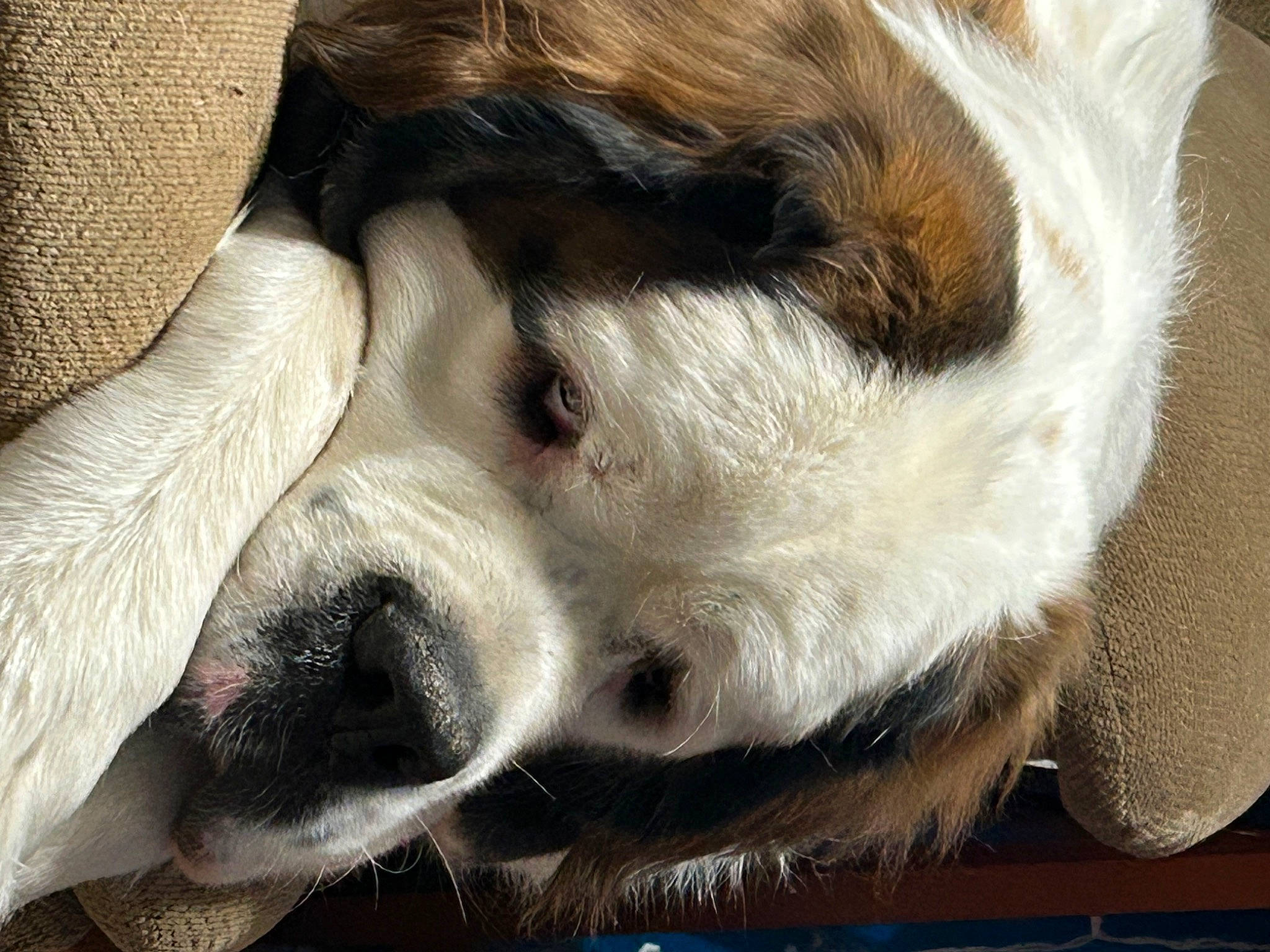 Tyson joined the competition — help win amazing prizes! canidae, carnivore, comfort, companion_dog, dog, dog_breed, ear, fawn, fur, liver, non_sporting_group, paw, snout, sporting_group, terrestrial_animal, whiskers, working_animal