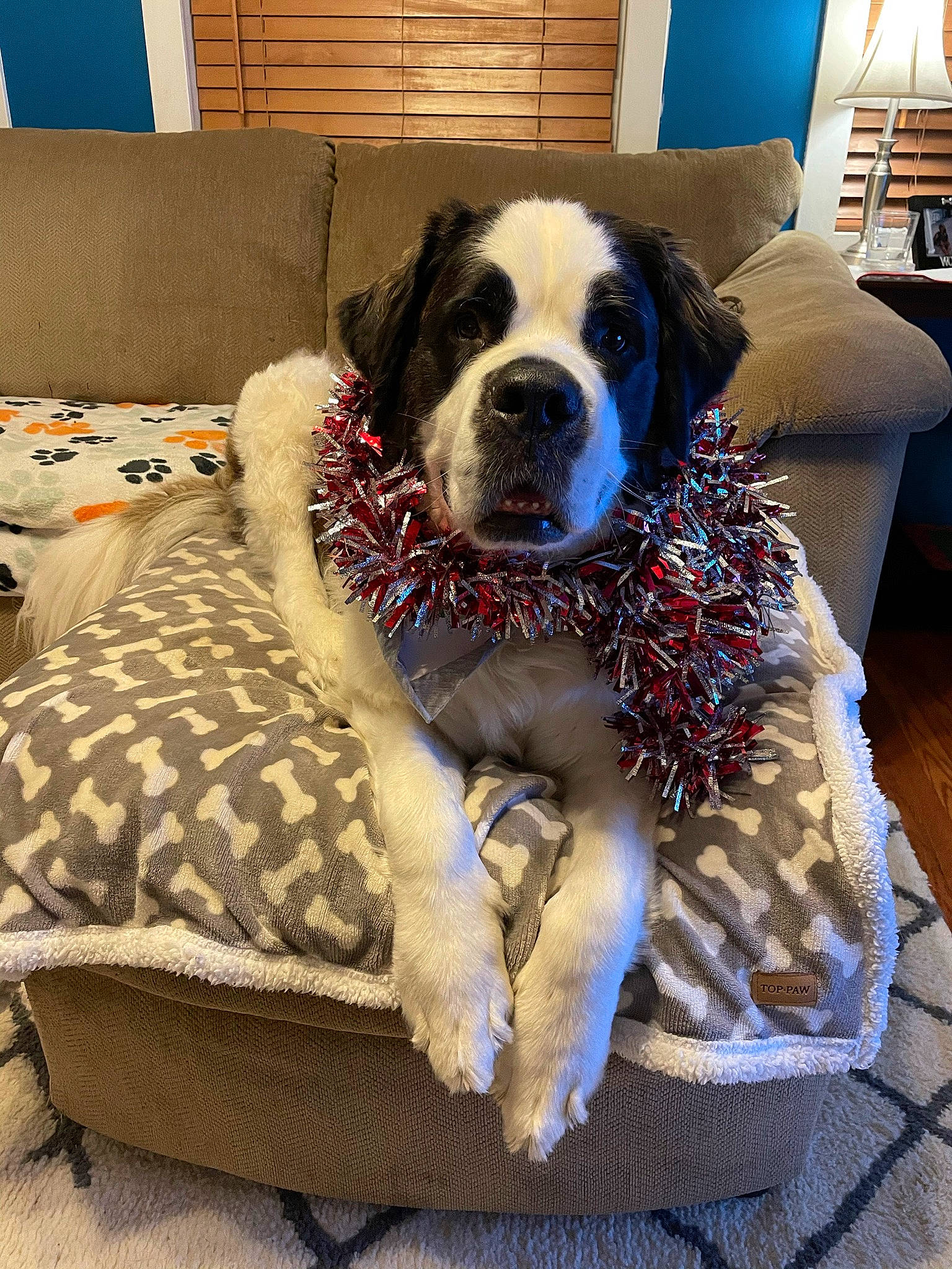 Teagan is registered to the contest to win money with this photo: blue, carnivore, collar, comfort, companion_dog, couch, dog, dog_breed, dog_collar, dog_supply, fawn, fur, furniture, living_room, pet_supply, picture_frame, shelf, snout, sporting_group, working_animal