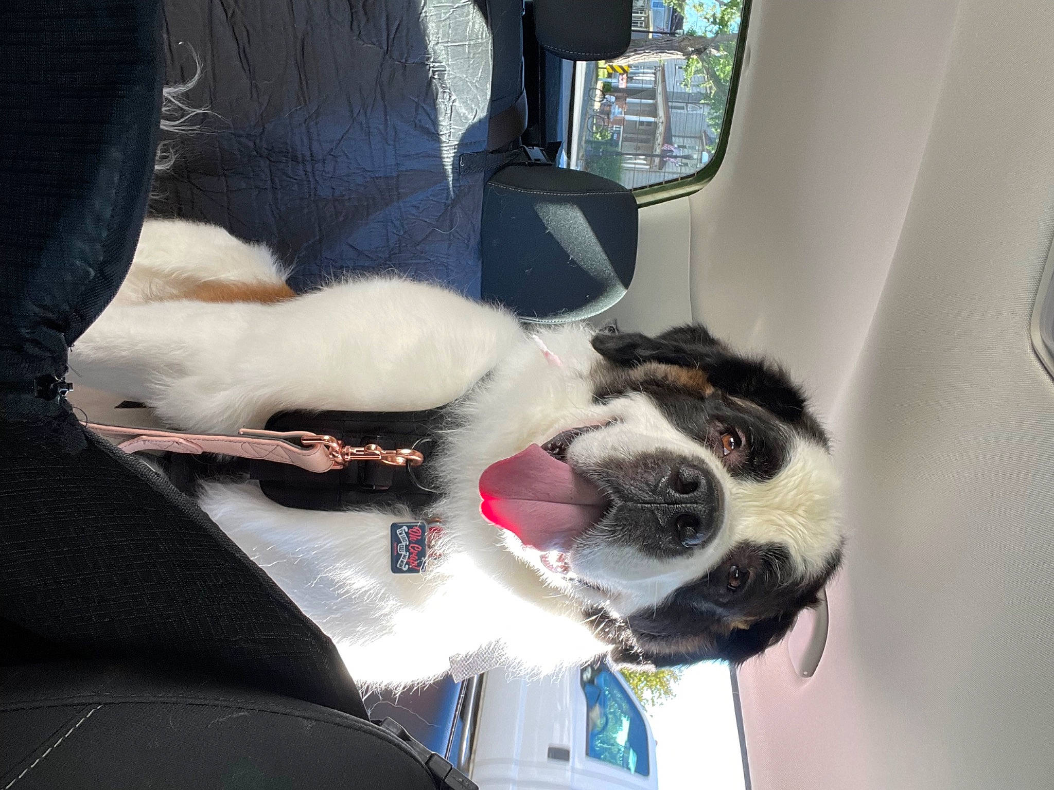 Teagan joined the competition — help win amazing prizes! auto_part, automotive_exterior, automotive_tire, car, car_seat, car_seat_cover, carnivore, collar, comfort, companion_dog, dog, dog_breed, family_car, motor_vehicle, snout, sporting_group, vehicle, vehicle_door, window, windshield