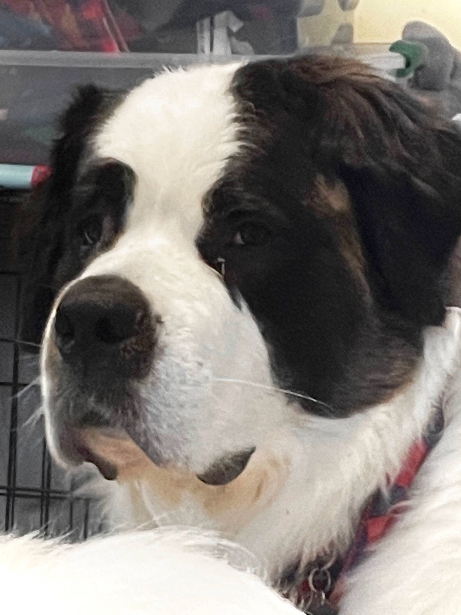 Teagan joined the competition — help win amazing prizes! ancient_dog_breeds, bucovina_shepherd_dog, carnivore, collar, companion_dog, dog, dog_breed, dog_collar, fur, giant_dog_breed, gun_dog, monochrome_photography, snout, sporting_group, square, st_bernard, whiskers, working_animal, working_dog