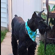 Trigger joined the competition — help win amazing prizes! animal, backyard, bandana, black_dog, canine, collar, dog, domestic_animal, door, ears, fence, fur, grass, house, muzzle, outdoor, pet, sidewalk, tail, walking