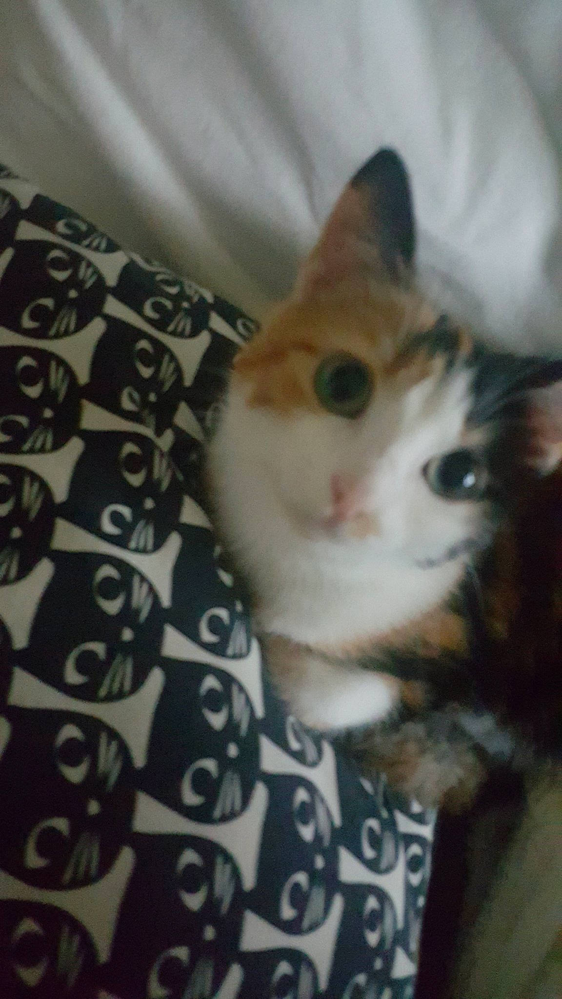 Gally participe au concours pour gagner de l'argent avec cette photo : aegean_cat, american_shorthair, american_wirehair, asian, carnivore, cat, domestic_short_haired_cat, european_shorthair, eye, fawn, felidae, fur, kitten, ojos_azules, small_to_medium_sized_cats, whiskers