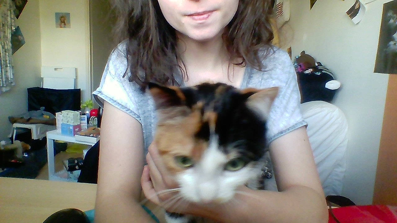 Gally participe au concours pour gagner de l'argent avec cette photo : black_hair, brown_hair, carnivore, cat, domestic_short_haired_cat, ear, european_shorthair, eye, felidae, fur, gesture, hair, hand, iris, kitten, long_hair, nose, skin, small_to_medium_sized_cats, whiskers