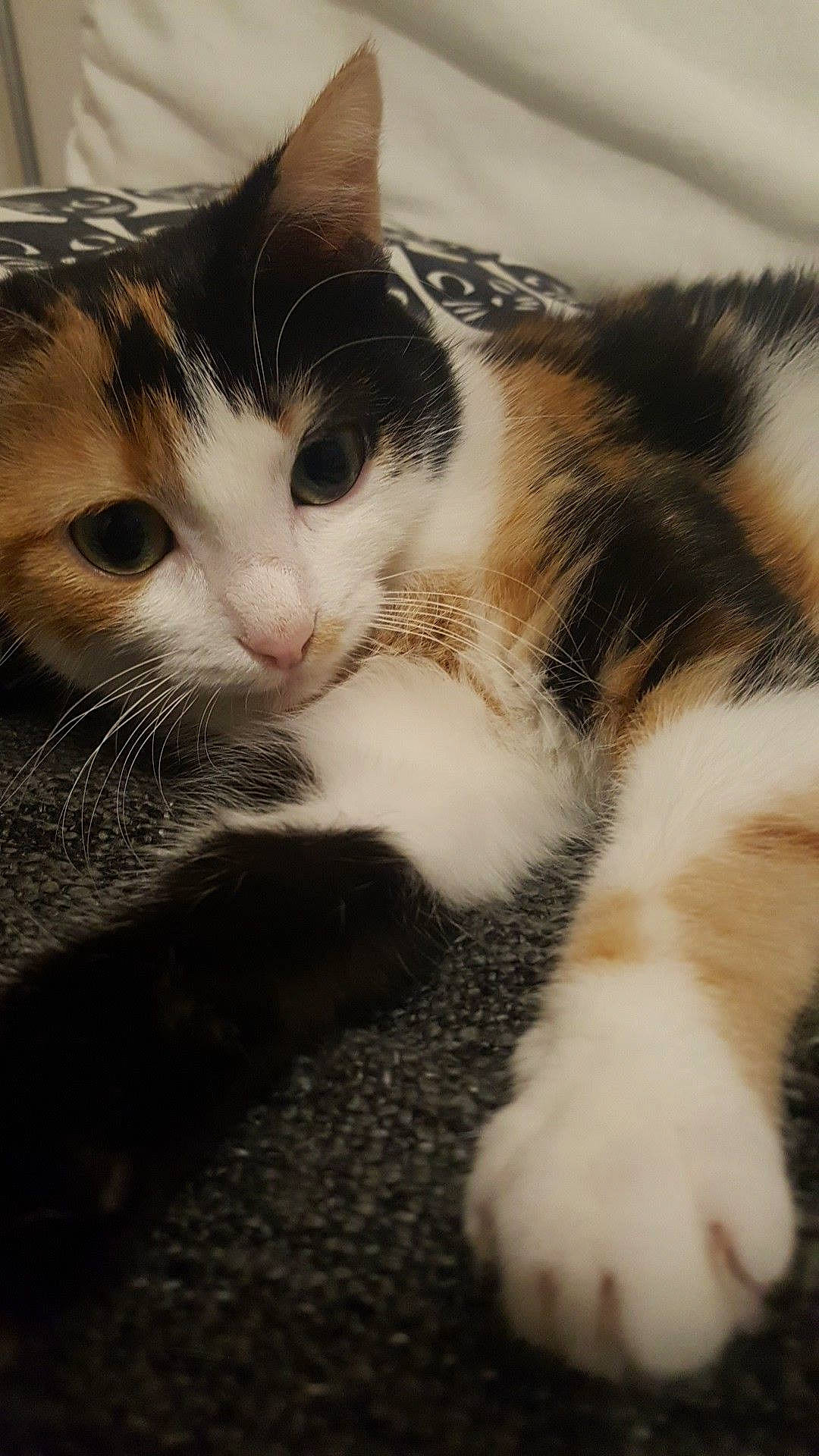 Gally a rejoint le concours — aidez-le/la à gagner de superbes lots ! aegean_cat, american_wirehair, carnivore, cat, domestic_short_haired_cat, european_shorthair, felidae, fur, kitten, mammal, norwegian_forest_cat, paw, polydactyl_cat, small_to_medium_sized_cats, snout, whiskers