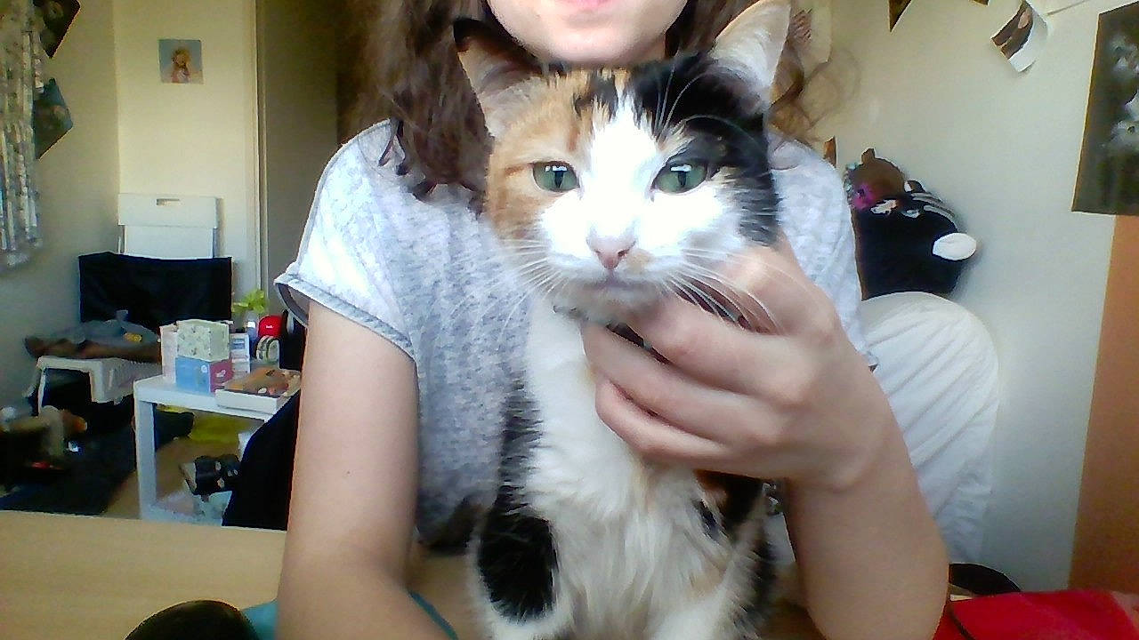 Gally a rejoint le concours — aidez-le/la à gagner de superbes lots ! aegean_cat, asian, carnivore, cat, domestic_long_haired_cat, domestic_short_haired_cat, ear, european_shorthair, felidae, fur, iris, kitten, mammal, norwegian_forest_cat, polydactyl_cat, ragamuffin, skin, small_to_medium_sized_cats, vertebrate, whiskers