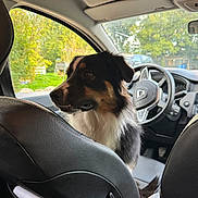 Victoire a rejoint le concours — aidez-le/la à gagner de superbes lots ! animal, black, brown, car, dashboard, daylight, dog, fur, greenery, interior, leather_seat, nature, parked_car, pet, seat_back, side_view, steering_wheel, vehicle, white, window