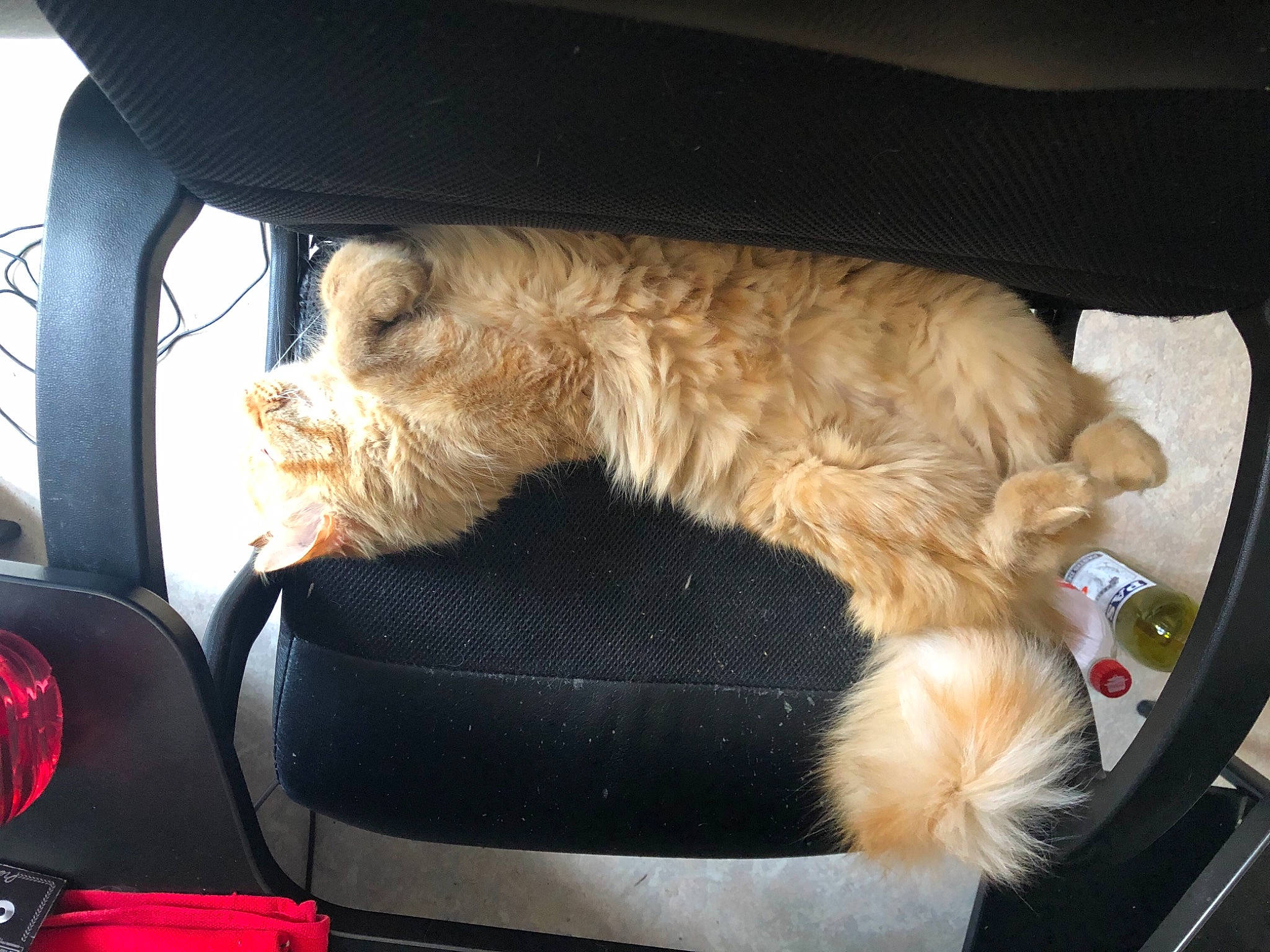 Hermès a rejoint le concours — aidez-le/la à gagner de superbes lots ! auto_part, automotive_exterior, automotive_lighting, bag, car_seat, carnivore, cat, comfort, fawn, felidae, lap, luggage_and_bags, motor_vehicle, small_to_medium_sized_cats, snout, tail, vehicle, vehicle_door, whiskers, window