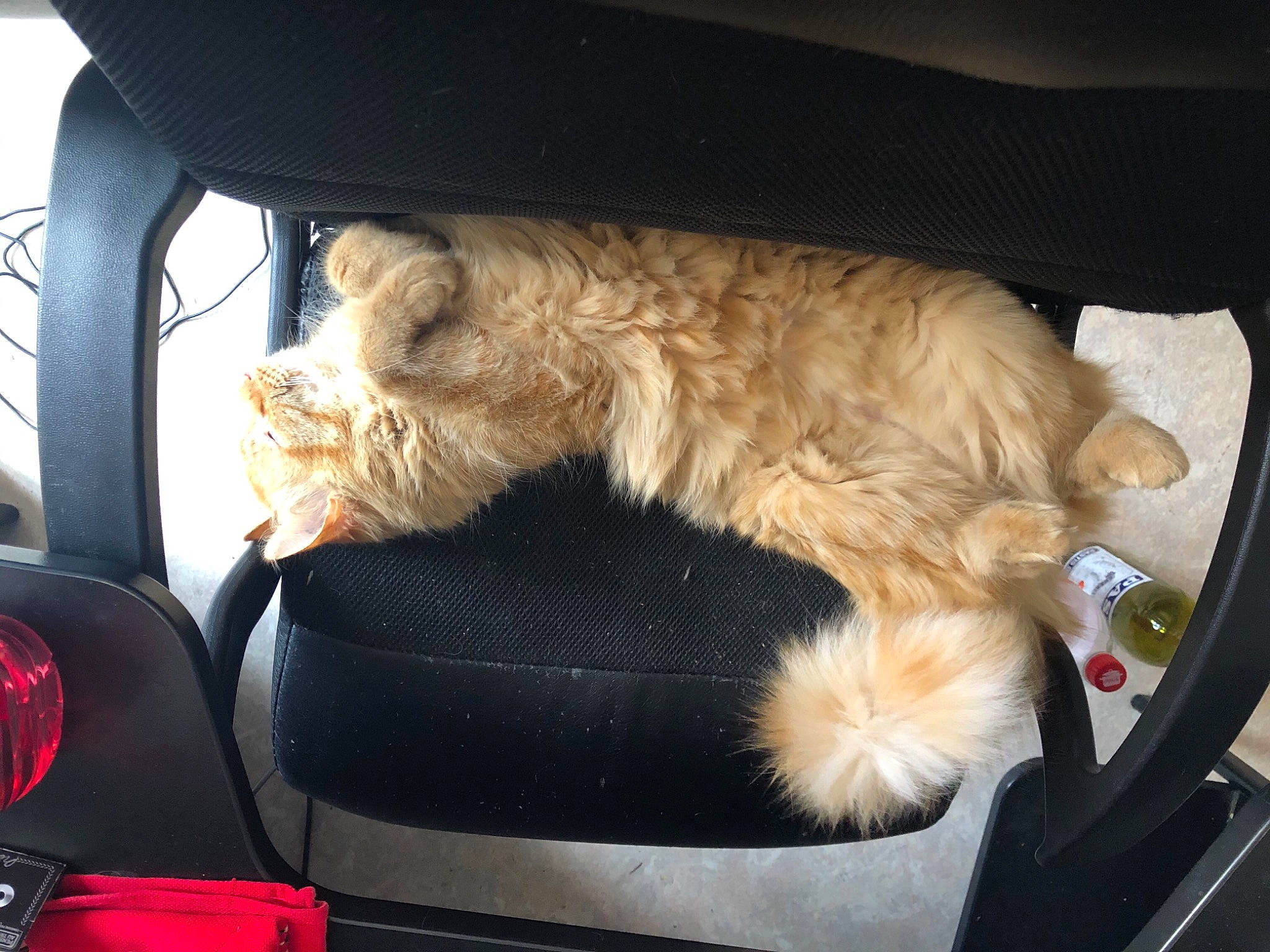 Hermès participe au concours pour gagner de l'argent avec cette photo : automotive_exterior, automotive_lighting, car, car_seat_cover, carnivore, cat, comfort, companion_dog, fawn, felidae, head_restraint, mammal, motor_vehicle, small_to_medium_sized_cats, trunk, vehicle, vehicle_door, vertebrate, whiskers, window