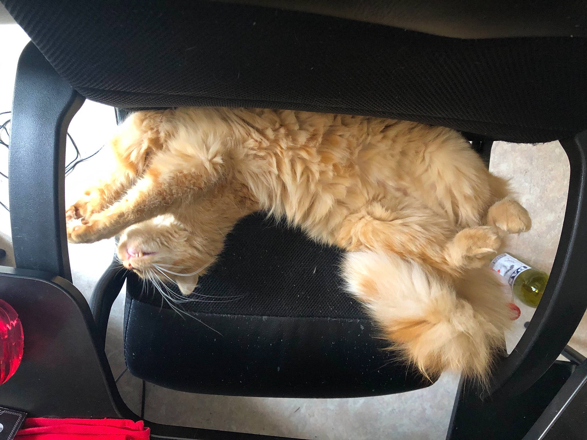 Hermès a rejoint le concours — aidez-le/la à gagner de superbes lots ! auto_part, automotive_design, automotive_exterior, automotive_lighting, automotive_mirror, car_seat, carnivore, cat, comfort, fawn, felidae, mammal, motor_vehicle, small_to_medium_sized_cats, snout, tail, vehicle, vehicle_door, whiskers, window