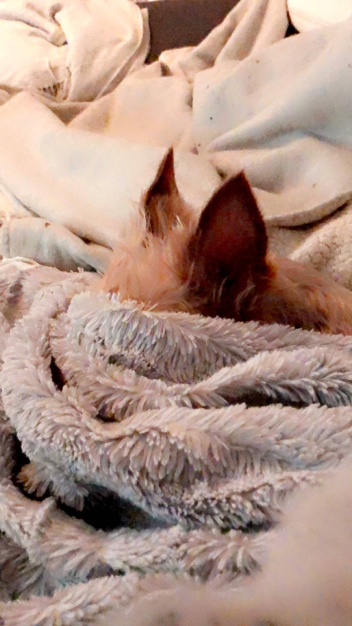 Mango a rejoint le concours — aidez-le/la à gagner de superbes lots ! basket, carnivore, cat, cat_bed, comfort, fawn, felidae, fur, linens, nap, pattern, peach, small_to_medium_sized_cats, tail, terrestrial_animal, thread, whiskers, wildlife, wood, woolen