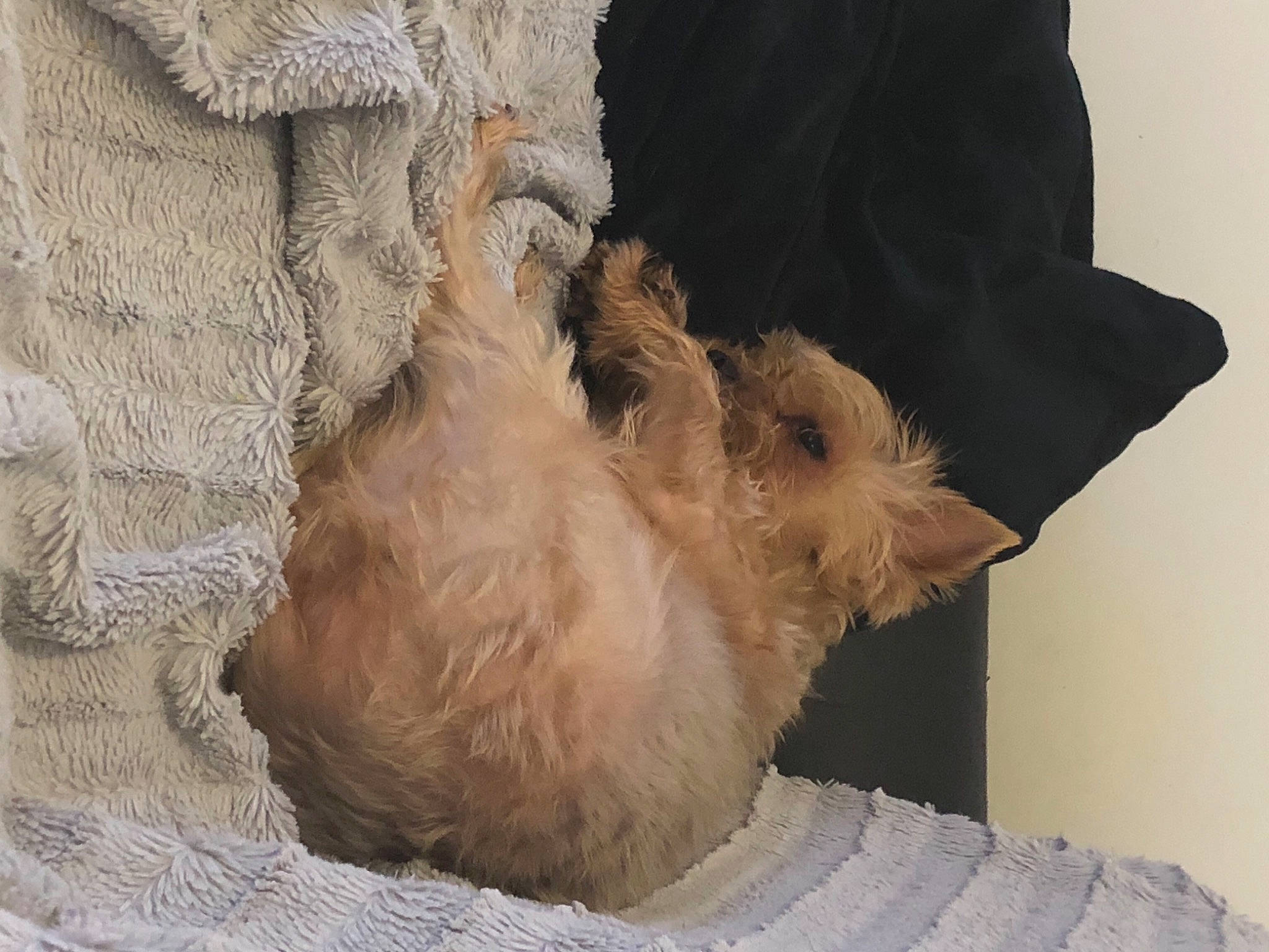 Mango a rejoint le concours — aidez-le/la à gagner de superbes lots ! art, artifact, beige, fur, natural_material, peach, rock, trunk, visual_arts, wood, wool