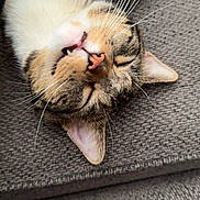 Mittens joined the competition — help win amazing prizes! animal, cat, closeup, couch, cute, ears, eyes_closed, feline, fur, gray, indoor, mouth, nose, pet, relaxed, sleeping, soft, tabby, upside_down, whiskers