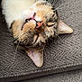 animal, cat, closeup, couch, cute, ears, eyes_closed, feline, fur, gray, indoor, mouth, nose, pet, relaxed, sleeping, soft, tabby, upside_down, whiskers