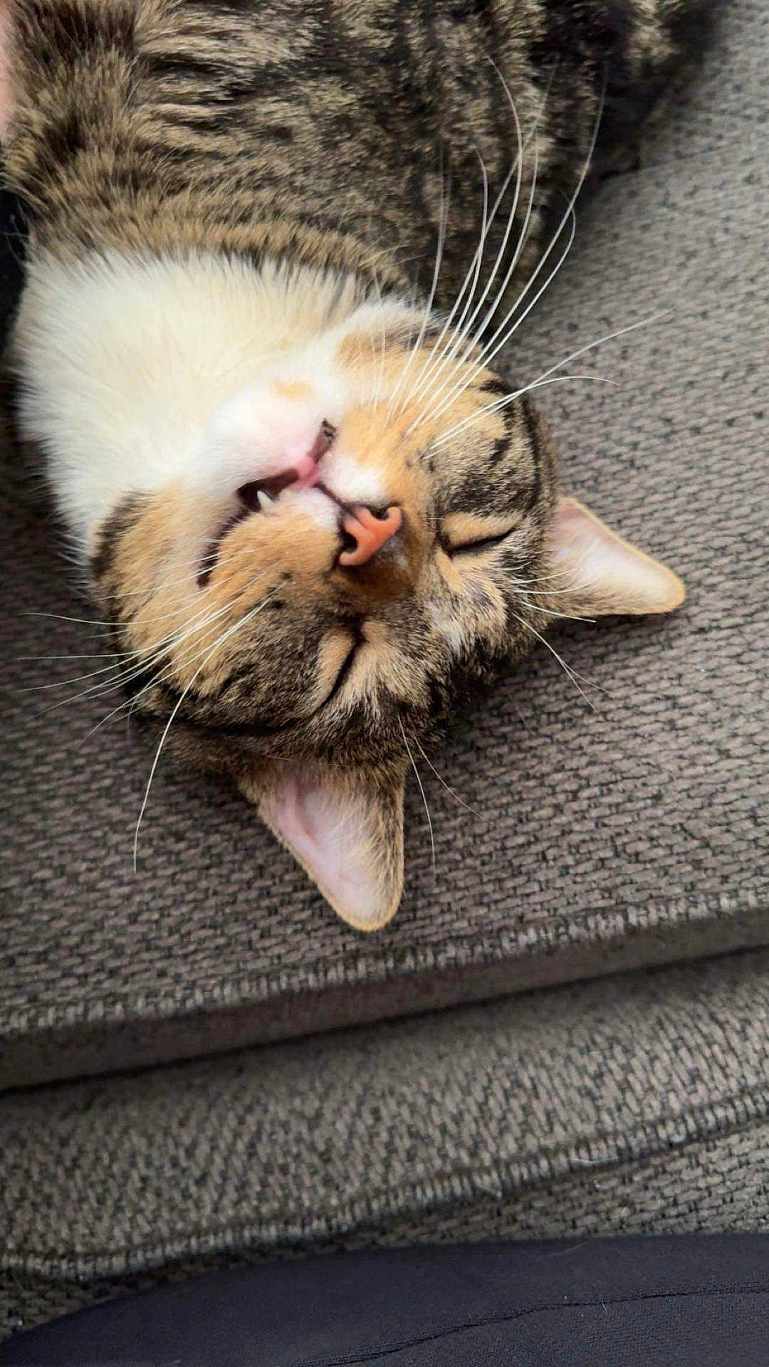 Mittens