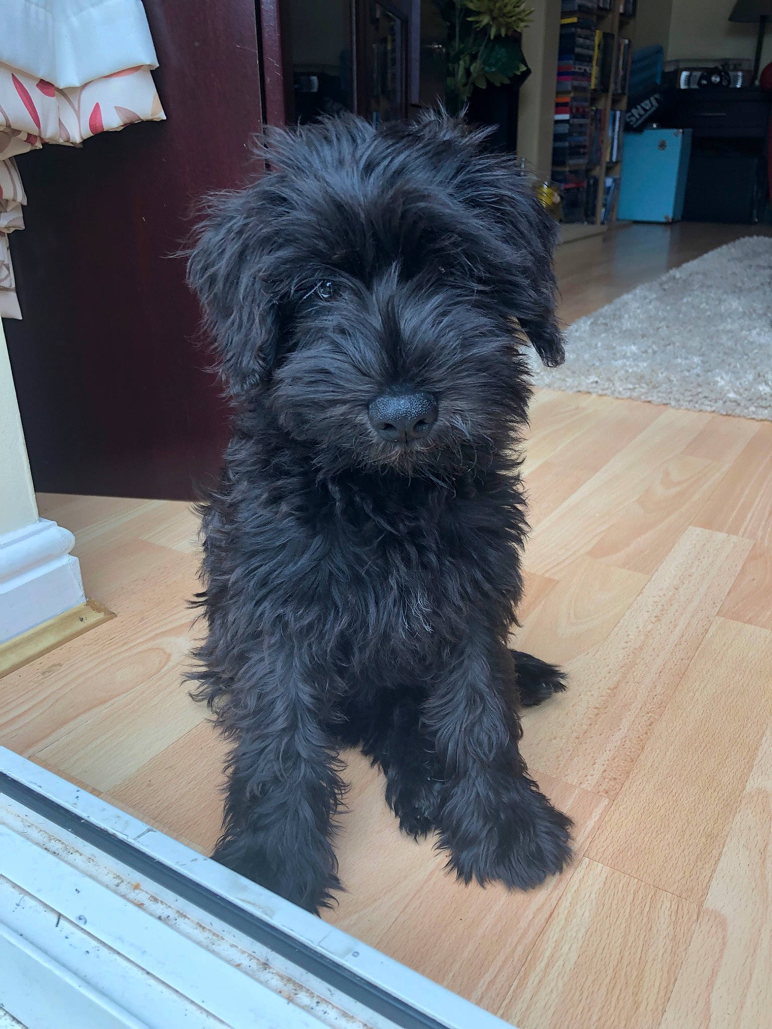 Drax joined the competition — help win amazing prizes! affenpinscher, bolonka, canidae, carnivore, companion_dog, dog, dog_breed, havanese, maltepoo, mammal, miniature_schnauzer, poodle_crossbreed, puppy, rare_breed_dog, schnoodle, shih_poo, sporting_group, terrier, vertebrate, yorkipoo