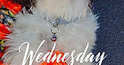 Mister is registered to the contest to win money with this photo: dog, fluffy, pet, blanket, orange, patterned_blanket, collar, indoor, cozy, fur, cute, small_dog, face, animal, companion, resting, leg, colorful, curious, domestic_animal