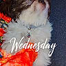 dog, fluffy, pet, blanket, orange, patterned_blanket, collar, indoor, cozy, fur, cute, small_dog, face, animal, companion, resting, leg, colorful, curious, domestic_animal