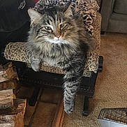 Gusgus joined the competition — help win amazing prizes! cat, tabby_cat, fluffy_fur, pet, indoor, furniture, bench, blanket, leopard_print, paw, carpet, firewood, cozy, relaxed, animal, mammal, cute, domestic_cat, resting, living_room