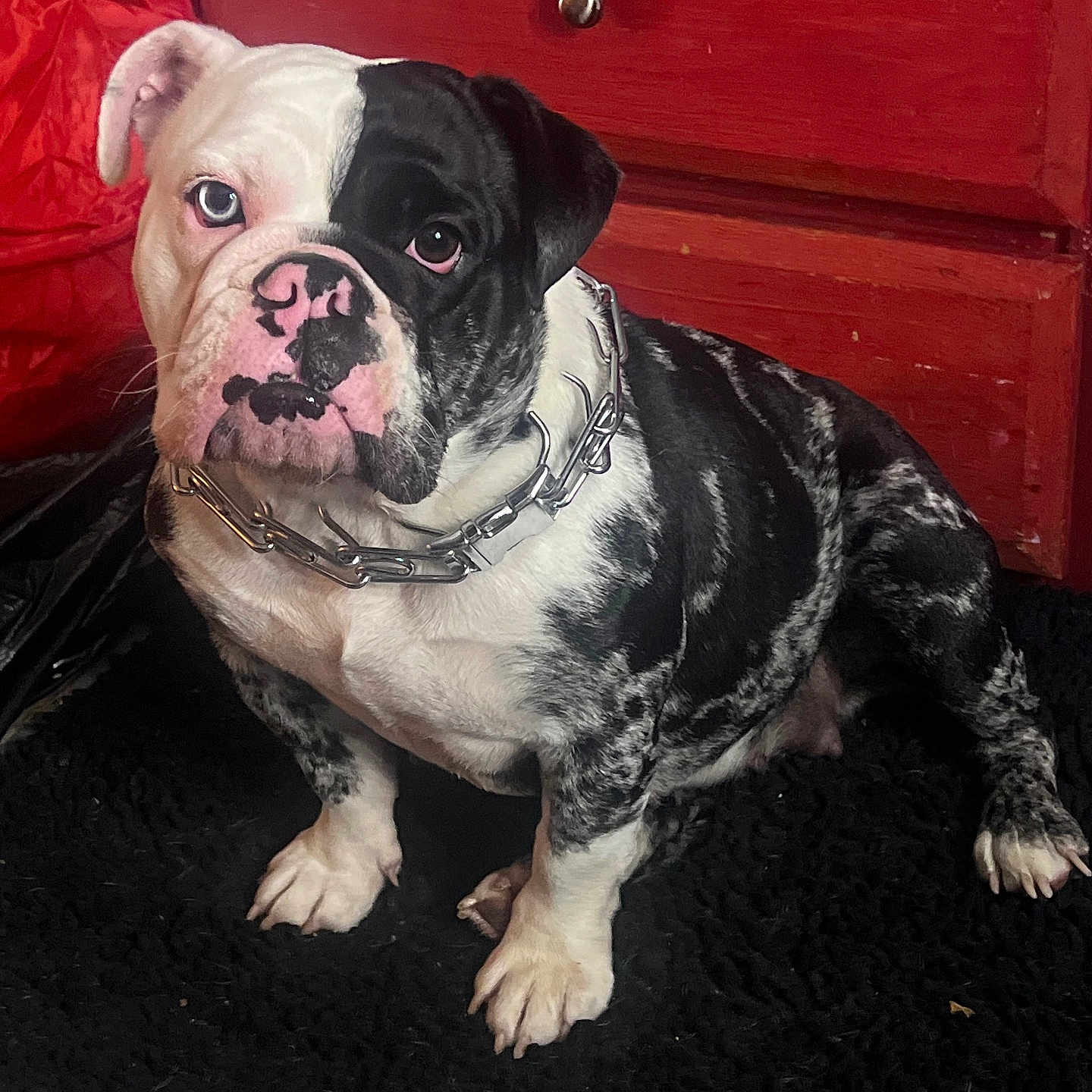 Daisy Gurl is registered to the contest to win money with this photo: animal, black_and_white, bulldog, canine, carpet, collar, cute, dog, domestic, expression, face, fur, furniture, heterochromia, indoor, paw, pet, portrait, red_cabinet, sitting