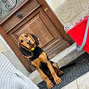 Vaya a rejoint le concours — aidez-le/la à gagner de superbes lots ! dog, brown_dog, black_dog, yellow_collar, door, wooden_door, mat, red_crate, glassware, outdoor, curious, sitting, pet, animal, ears, floor, stone_wall, sidewalk, casual, attention