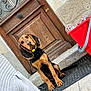 dog, brown_dog, black_dog, yellow_collar, door, wooden_door, mat, red_crate, glassware, outdoor, curious, sitting, pet, animal, ears, floor, stone_wall, sidewalk, casual, attention