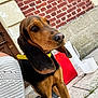 Vaya participe au concours pour gagner de l'argent avec cette photo : dog, pet, outdoor, brick_wall, stone_wall, yellow_collar, ears, curious, canine, pavement, red_container, plastic_bucket, knitted_fabric, door, closeup, young_dog, alert, side_view, animal, companion