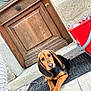 Vaya participe au concours pour gagner de l'argent avec cette photo : dog, puppy, floppy_ears, black_and_tan, doormat, wooden_door, red_bucket, glass_cups, outdoor, tile_floor, wall, resting, looking, pet, animal, young_dog, curious, brown, black, door_knob