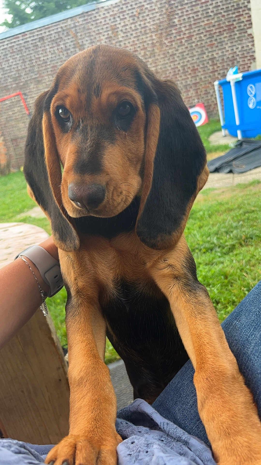 Vaya participe au concours pour gagner de l'argent avec cette photo : puppy, dog, brown, black, ears, close_up, grass, garden, outdoor, person, lap, paws, brick_wall, casual, watch, jeans, wood, curious, pet, animal
