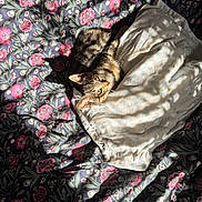 Marie a rejoint le concours — aidez-le/la à gagner de superbes lots ! cat, tabby_cat, bedspread, floral_pattern, blanket, sunlight, shadow, indoor, cozy, pet, resting, comfort, feline, animal, nap, cute, yellow_eyes, striped, soft_texture, relaxation