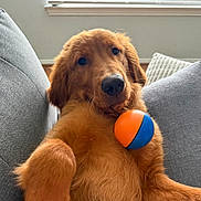 Roland joined the competition — help win amazing prizes! adorable, blue_ball, brown_eyes, close_up, couch, cushions, cute, dog, fluffy, golden_fur, golden_retriever, home, indoors, lying_down, orange_ball, pet, portrait, puppy, sitting, toy_ball