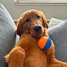 adorable, blue_ball, brown_eyes, close_up, couch, cushions, cute, dog, fluffy, golden_fur, golden_retriever, home, indoors, lying_down, orange_ball, pet, portrait, puppy, sitting, toy_ball